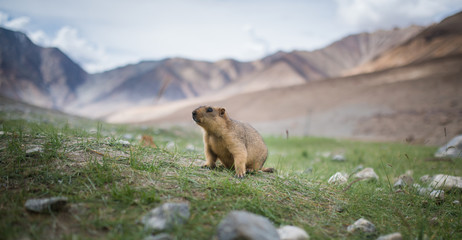 Prairie dog, Leh Ladakh , India