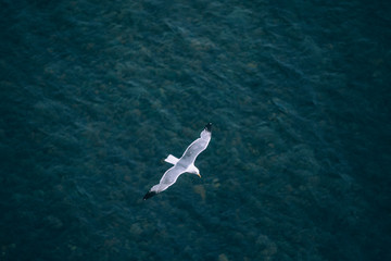 A bird flying over the blue surface of the lake