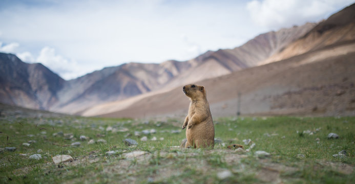 Prairie dog, Leh Ladakh , India