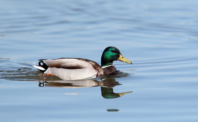 Male wild duck (Anas platyrhynchos) swim at the river Danube,in Belgrade,Zemun,Serbia.