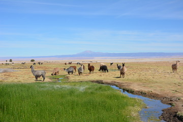 Fototapeta na wymiar Liberté des lamas