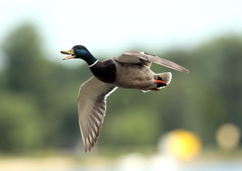  Male Mallard Duck (Anas platyrhynchos) flying above river Danube,in Belgrade,Zemun,Serbia.