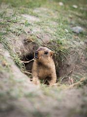 Prairie dog, Leh Ladakh , India
