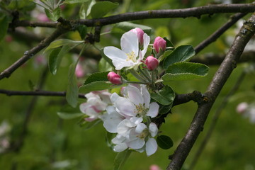 apple blossom