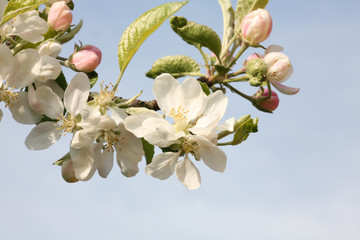 apple blossom