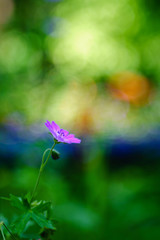 Flower in the Spring