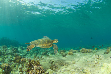 Seattle in Hawaii