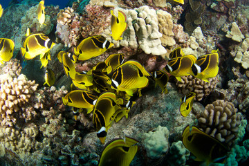 Raccoon butterfly fish in Hawaii 