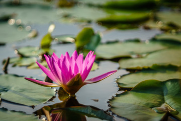 Lotus Flower in a Lake