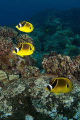 Raccoon butterfly fish in Hawaii 