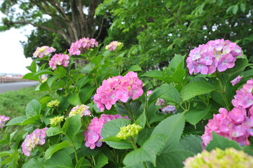 響山のアジサイ