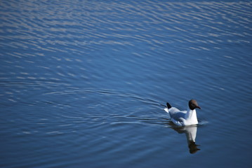 bird at lake