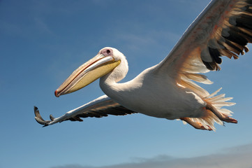 Pelikan im Gleitflug vor blauem Himmel in Namibia