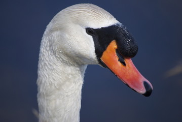 swan close up