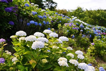 響山のアジサイ