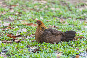 Brown hen  on the grass.