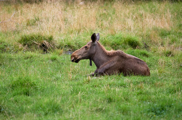 Fototapeta na wymiar Young brown moose lying on green grass at summertime meadow.