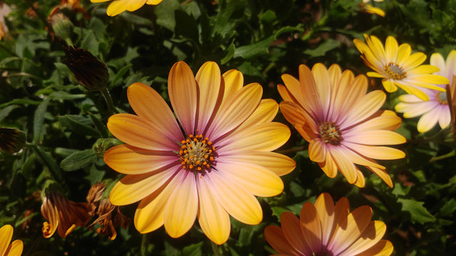 Colorful osteospermum or daisybush growing naturally in the garden