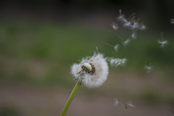 soffione © valeggio2000