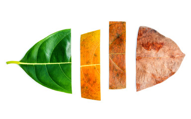 Leaves of different age of jack fruit tree on white wooden background. Ageing  and seasonal concept...