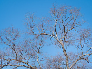 Fototapeta na wymiar Leafless branches of sakura tree against blue sky. Osaka, Japan