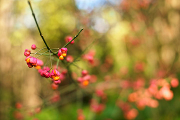 Flower, Berries, Blur