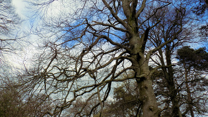Bare Branches and Clouds