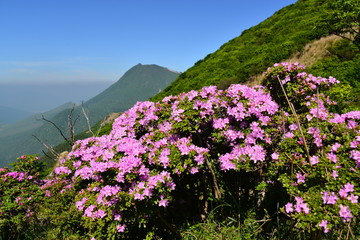 鶴見岳のミヤマキリシマ