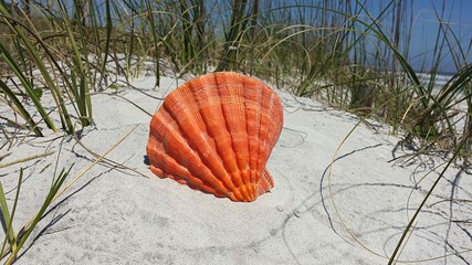 Beautiful orange seashell on sand dunes in Atlantic coast of North Florida 