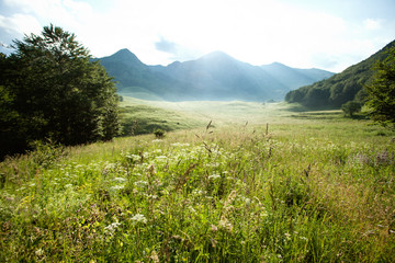 Flowers and grass in valley at high mountains under morning sunlight; close up, wide angle lens, 