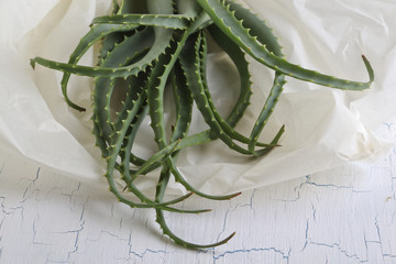 Aloe vera leaves cut in tracing paper