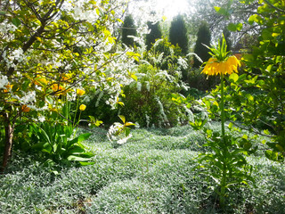 Gartenparadies, es blüht! Gelbe Tulpen und Kaiserkronen, (Tulipa) und (Fritillaria imperialis) im...