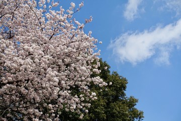 神代植物公園の桜
