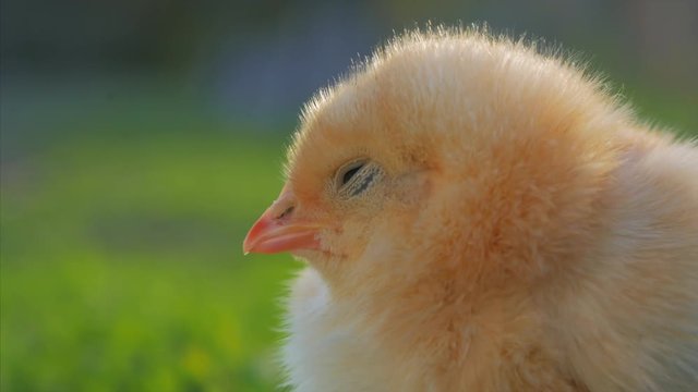 little yellow chicken sitting in green grass, moving heads and pecking grass. 4k. Close up