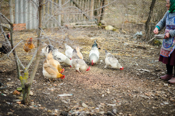 The elderly peasant woman feeds hens on the courtyard.