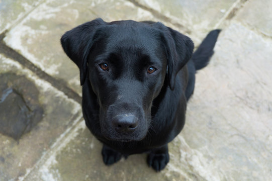 Young black labrador stares up at you