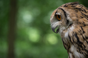Owl stares across forest