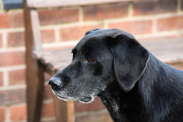 Old black labrador dog