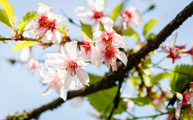 Cherry Blossom Branch in front of blue sky