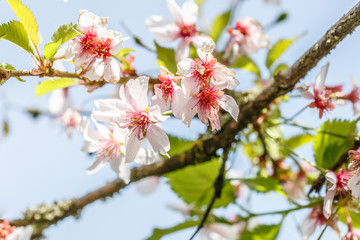 Cherry Blossom Branch in the Foreground with blue sky as background