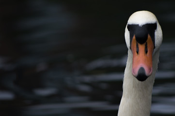 Swan stares at you from lake