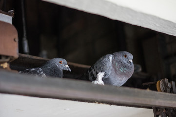 Pigeons resting at the top of a lift shaft