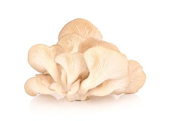 oyster mushroom on white background