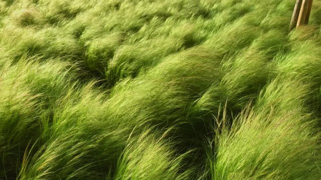 Static loop of tall green wheat grass, blooming in the spring, moving in the strong wind and creating calming and tranquilizing effect, helps to relax and medidate