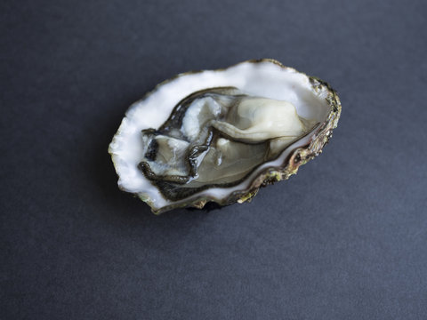 Fresh Open Pacific Oyster In Shell Isolated On Dark Background 