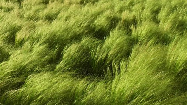 Soft and calm shot of gentle green molinia grass on a sunny spring afternoon, divine and pristine in the middle of a national park, undisturbed by humans in its natural beauty