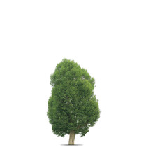 tree isolated