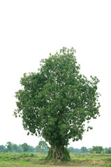 Fototapeta premium tree isolated