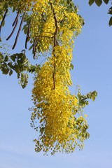 Cassia Fistula flower