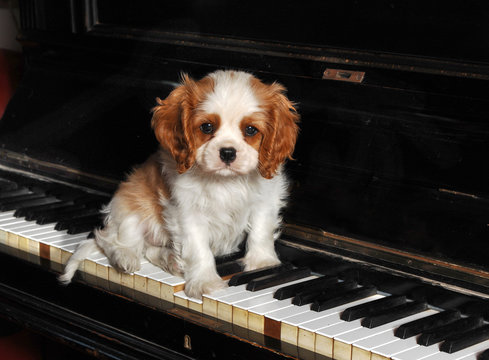 Cavalier King Dog On The Piano.